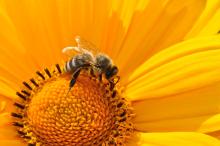 Światowy dzień pszczół